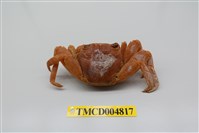 藏品(白紋方蟹)的圖片